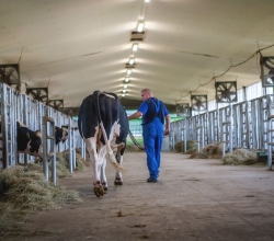 Prémium holstein-fríz genetika a Semextől