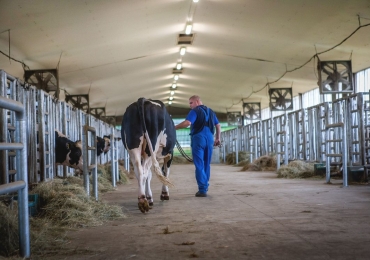 Prémium holstein-fríz genetika a Semextől