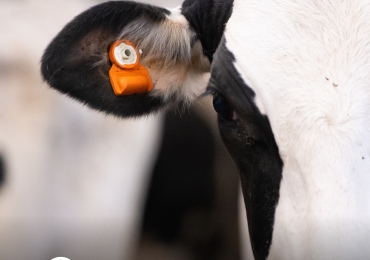 CowManager