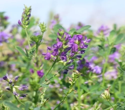 Algonquin lucerna