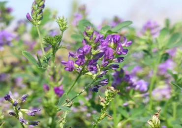 Algonquin lucerna
