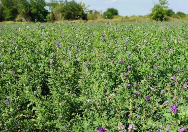 Nardian lucerna